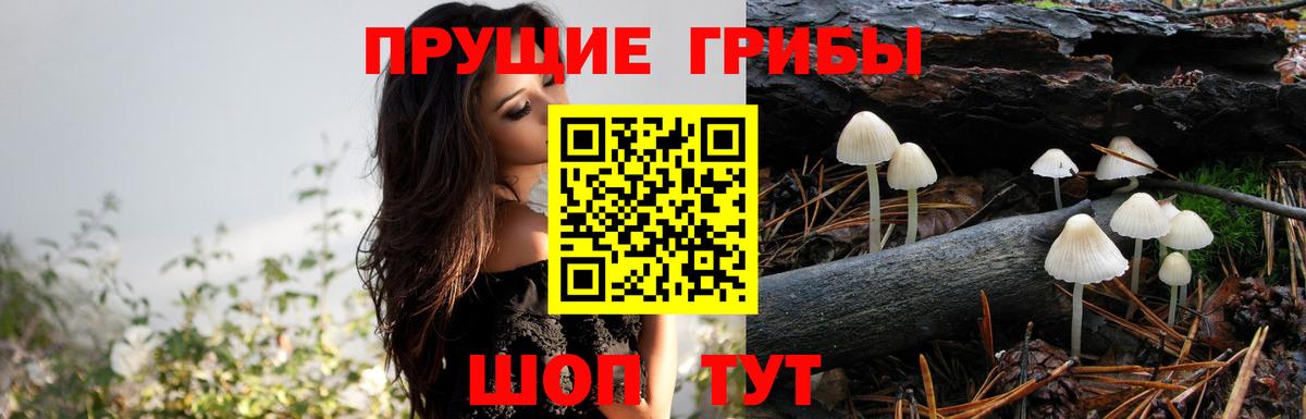 Псилоцибиновые грибы Psilocybine cubensis Севастополь